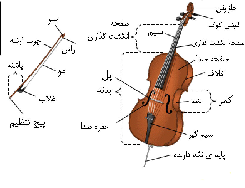 اجزای ویولن سل 